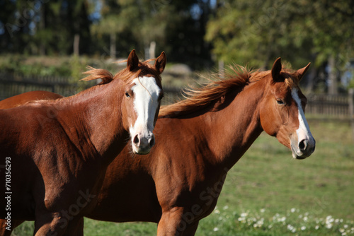 Group of paint horses on the pasturage