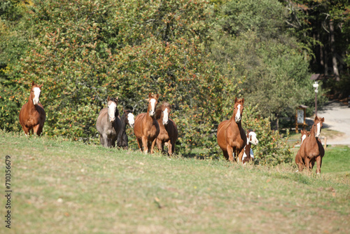 Group of young western horses moving