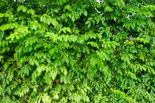 Green leaves wall background, background is beautiful leaves