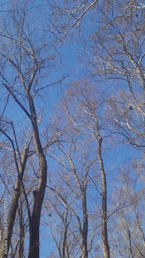 冬の木々の揺れ・寂しい・哀愁/The sway of winter trees, loneliness, sadness/겨울 나무의 흔들림, 외로움, 애수 冬の木々の揺れ・寂しい・哀愁/The sway of winter trees, loneliness, sadness/겨울 나무의 흔들림, 외로움, 애수