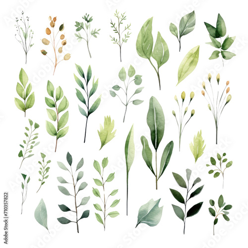 Watercolor floral set of green leaves  greenery  branches  PNG illustration on transparent background