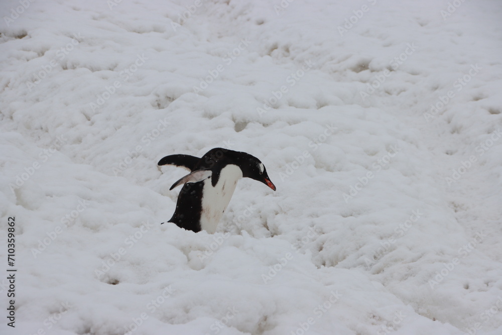 Fototapeta premium Gentoo Penguin (Pygoscelis papua), Cuverville Island, Antarctica.
