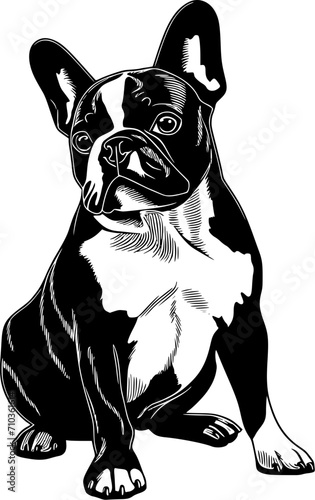 French Bulldog Dog SVG Detailed Design Looking Longingly photo