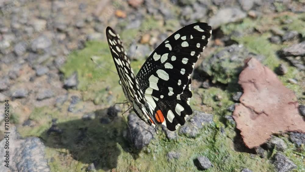 Butterfly Sits On Land. India. Butterfly Sits On Land. India.