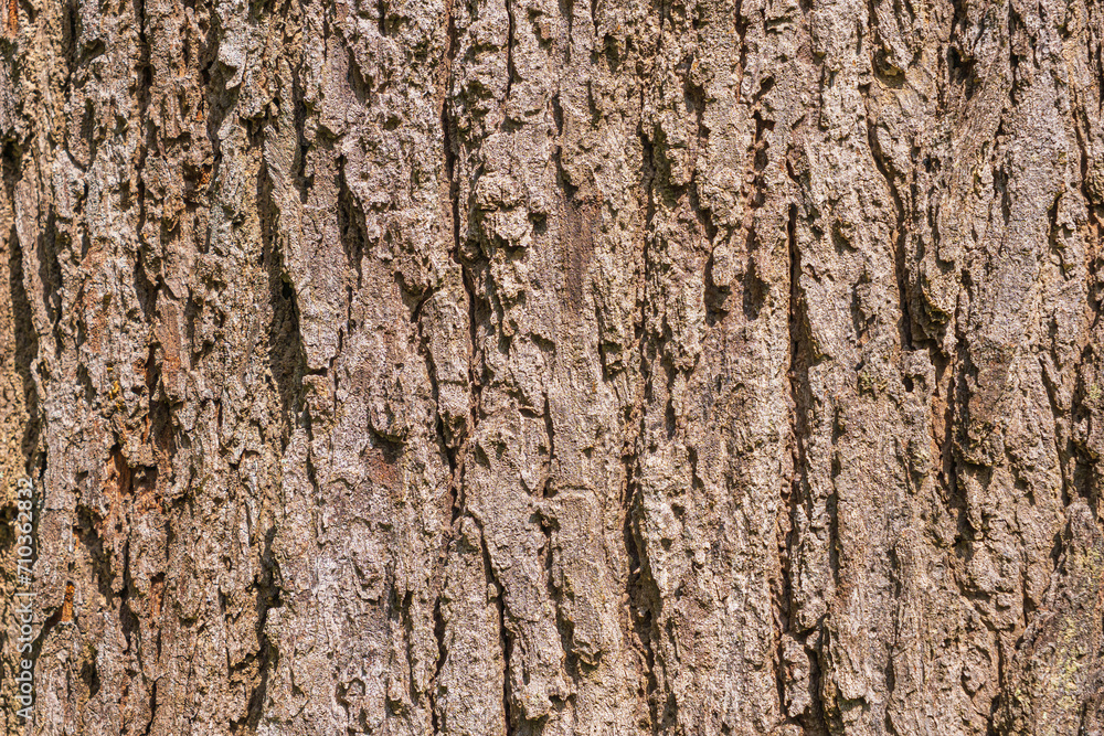 Closeup photo Brown bark, rough surface. Closeup photo Brown bark, rough surface.