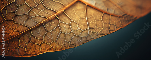 Close up macro photography of a beautiful colourful leaf