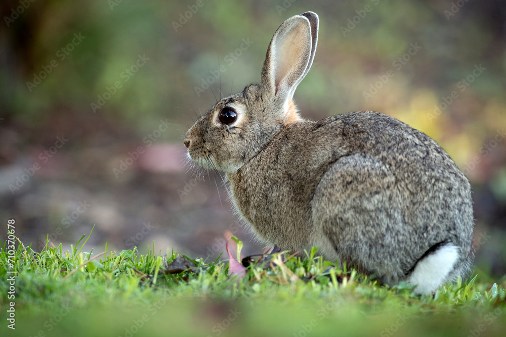 Fototapeta premium common rabbit eating grass in autumn in an oak forest with the first morning lights