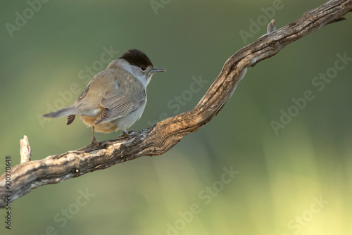Common whitethroat male near a water point within a Mediterranean forest with the last light of the day