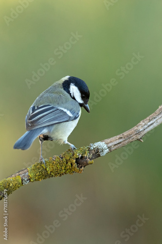 Great tit in an oak forest at first light in the morning