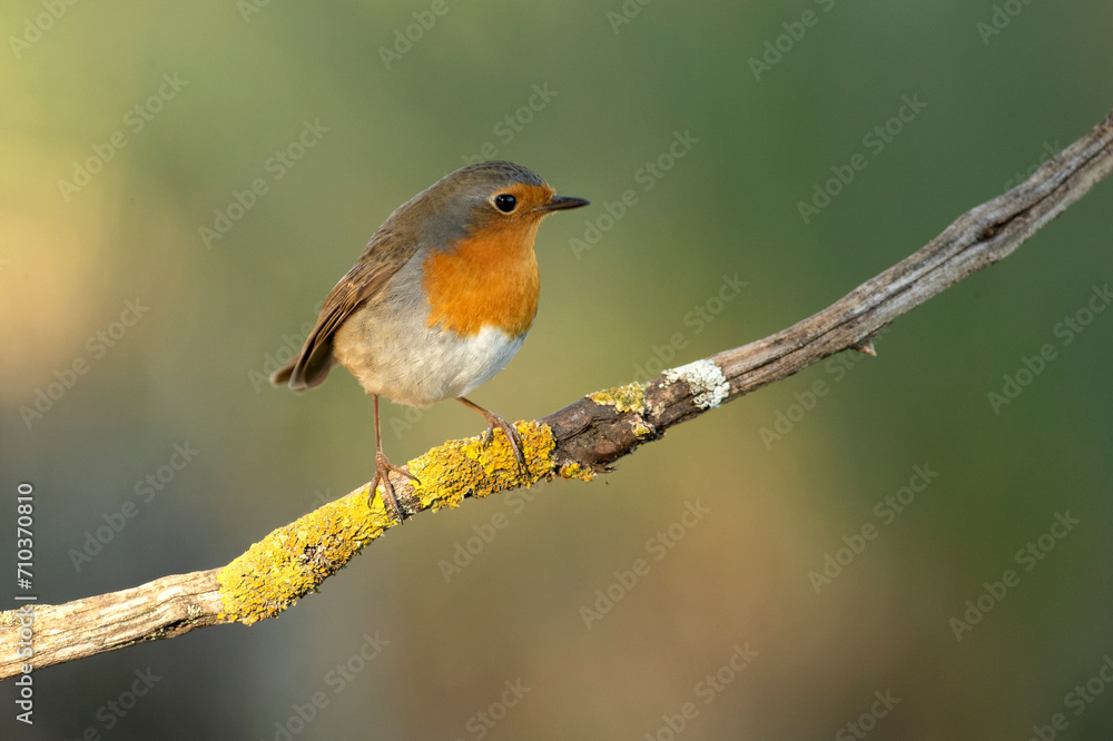 Obraz premium European robin at first light on a winter day in a Mediterranean forest