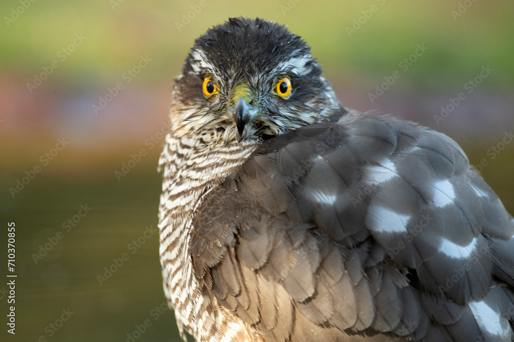 Obraz premium Adult female Eurasian sparrowhawk in the last light of day at a water point in a Mediterranean oak and pine forest in autumn
