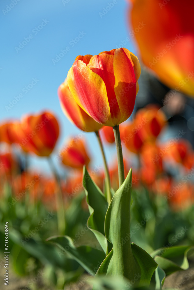 Campo di Tulipani bicolor giallo arancione Campo di Tulipani bicolor giallo arancione