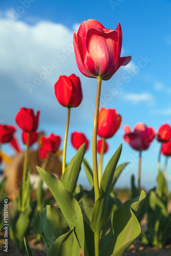 Campo di Tulipani rossi 