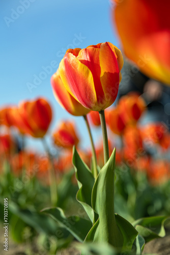 Campo di Tulipani bicolor giallo arancione