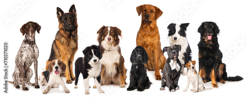 Foto Several pedigree dogs on a white background