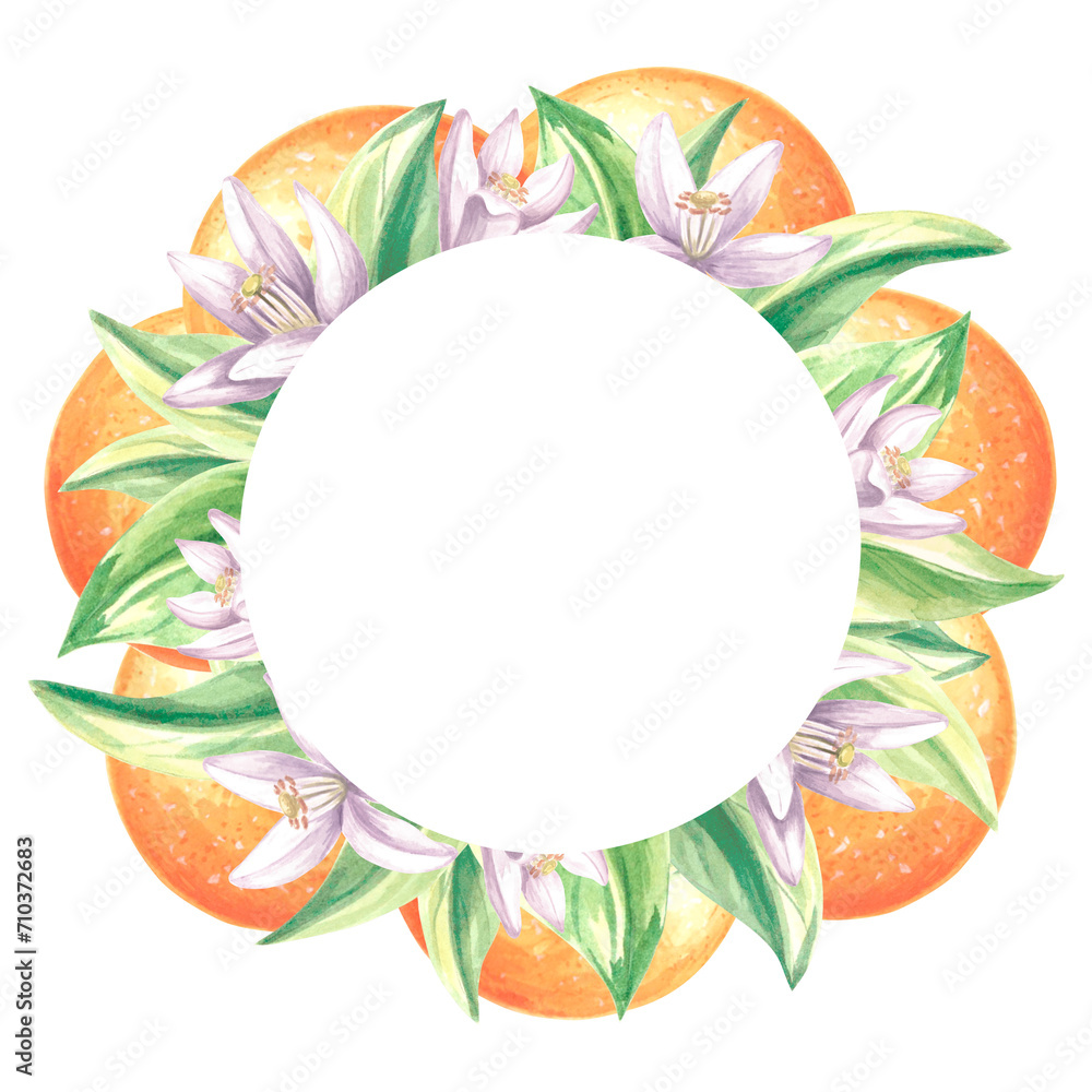 Round frame of oranges with green leaves and white flowers. Summer citrus template with copy space. Isolated hand drawn illustration for card and invitation, making stickers, print packaging, textile
