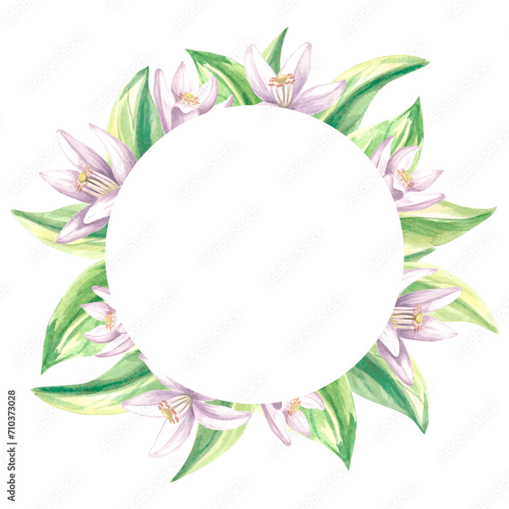 Round frame of citrus green leaves and white flowers. Summer botanical template with copy space. Isolated hand drawn illustration for cards and invitation, making stickers, print packaging, textile Round frame of citrus green leaves and white flowers. Summer botanical template with copy space. Isolated hand drawn illustration for cards and invitation, making stickers, print packaging, textile