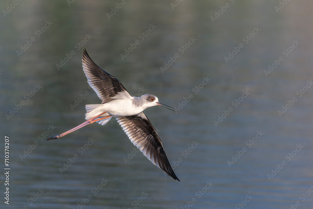 Black-winged stilt in flight above the water Black-winged stilt in flight above the water