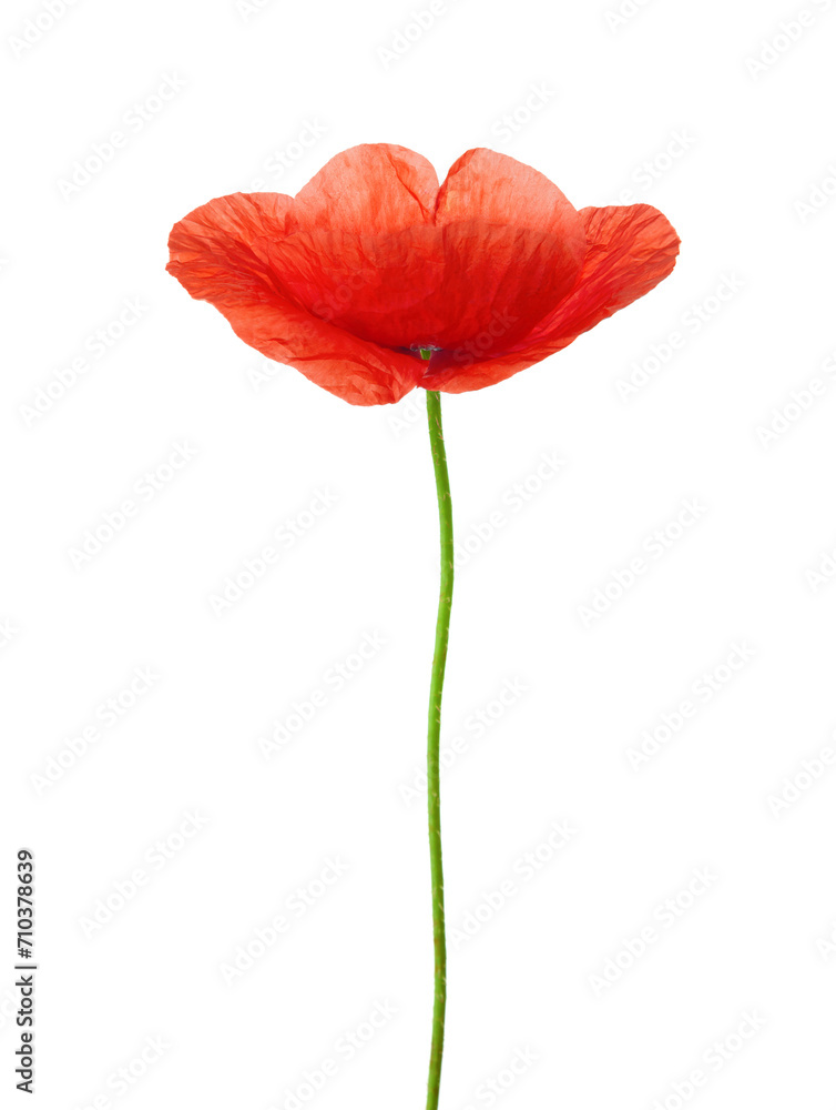Red Poppy isolated on white background. Red Poppy isolated on white background.