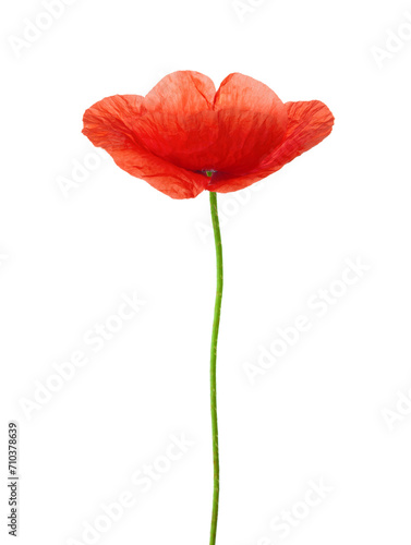 Red Poppy isolated on white background.