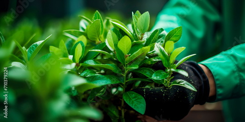 Collecting greenery in a greenhouse close-up, workers' hands at work . Generative AI photo