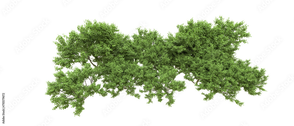 Green forest isolated on background. 3d rendering - illustration Green forest isolated on background. 3d rendering - illustration