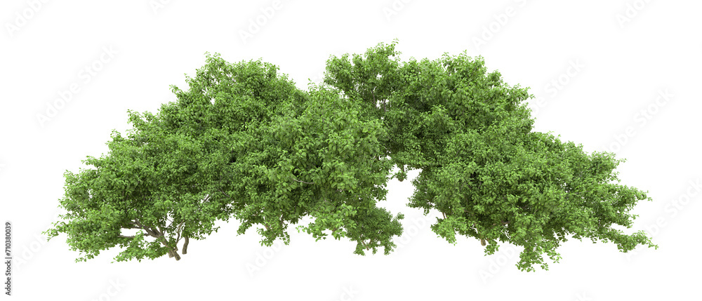 Green forest isolated on background. 3d rendering - illustration Green forest isolated on background. 3d rendering - illustration