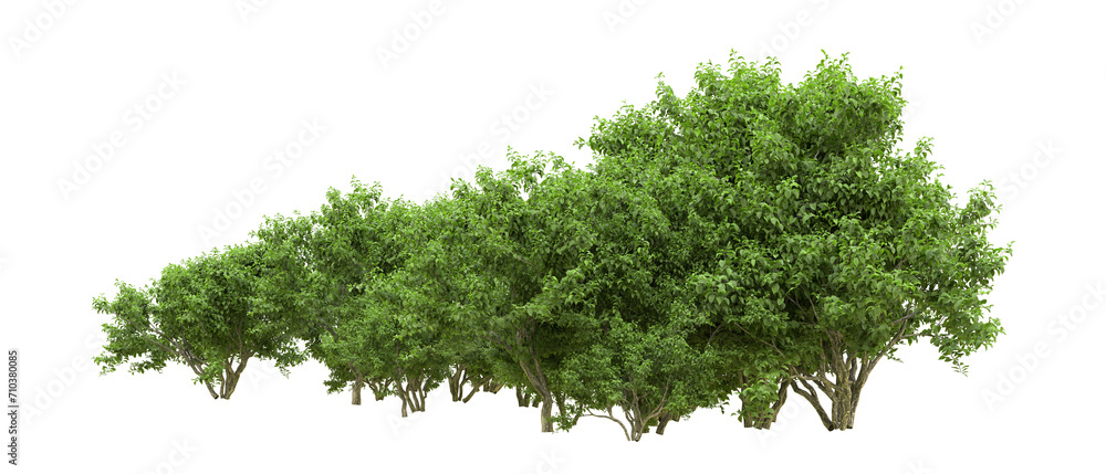 Green forest isolated on background. 3d rendering - illustration Green forest isolated on background. 3d rendering - illustration