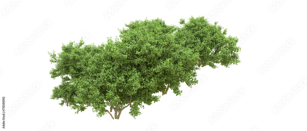 Green forest isolated on background. 3d rendering - illustration Green forest isolated on background. 3d rendering - illustration
