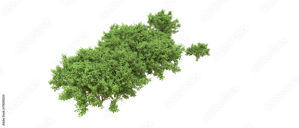 Green forest isolated on background. 3d rendering - illustration Green forest isolated on background. 3d rendering - illustration