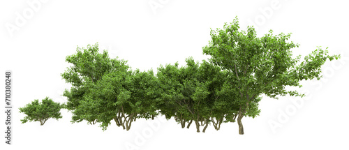 Green forest isolated on background. 3d rendering - illustration