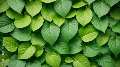 Leafy green background with leaves
