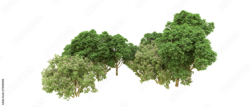 Fototapeta premium Green forest isolated on background. 3d rendering - illustration
