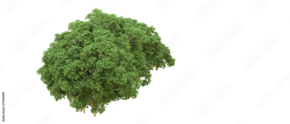 Green forest isolated on background. 3d rendering - illustration Green forest isolated on background. 3d rendering - illustration