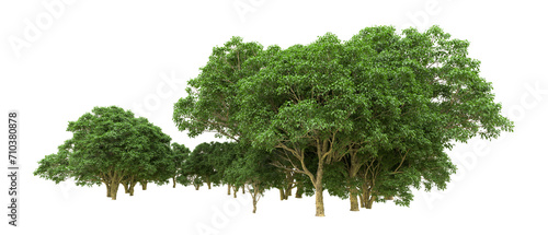 Fototapeta Naklejka Na Ścianę i Meble -  Green forest isolated on background. 3d rendering - illustration