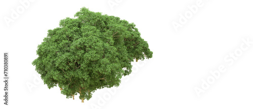 Green forest isolated on background. 3d rendering - illustration