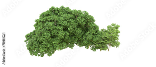 Green forest isolated on background. 3d rendering - illustration