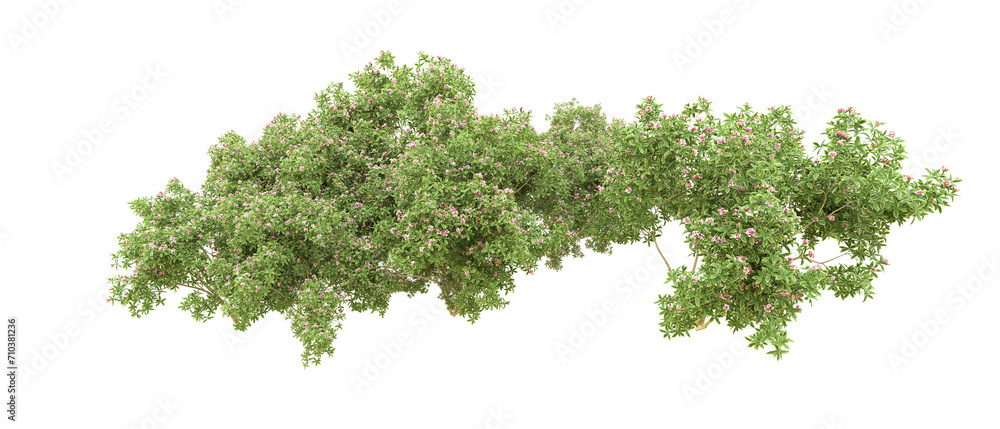 Green forest isolated on background. 3d rendering - illustration Green forest isolated on background. 3d rendering - illustration