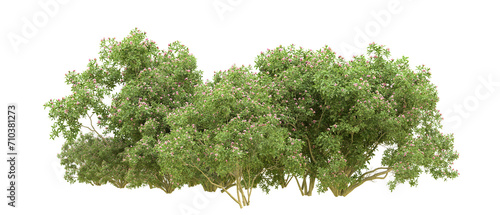 Green forest isolated on background. 3d rendering - illustration