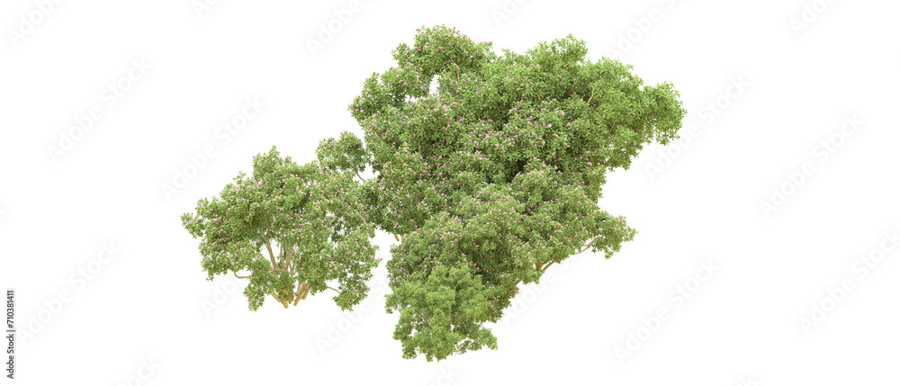 Obraz premium Green forest isolated on background. 3d rendering - illustration