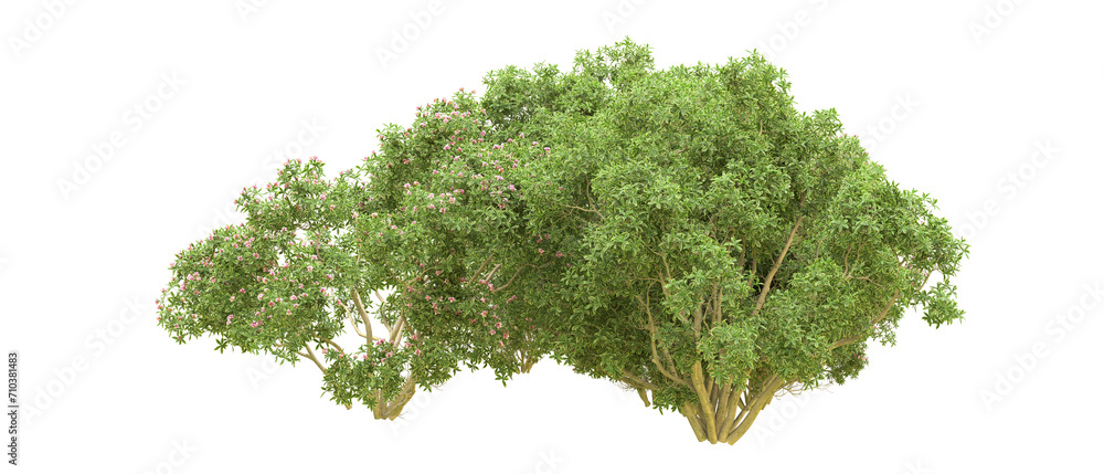 Obraz premium Green forest isolated on background. 3d rendering - illustration