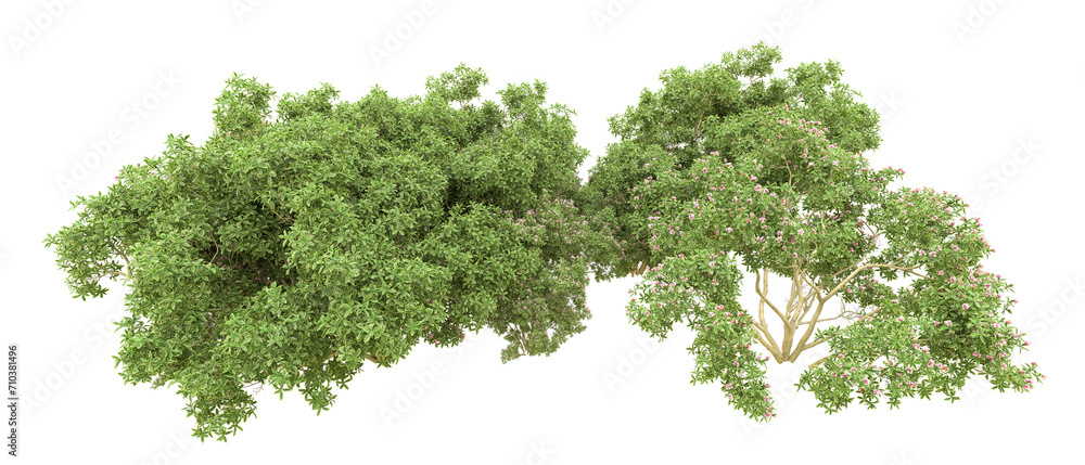 Green forest isolated on background. 3d rendering - illustration Green forest isolated on background. 3d rendering - illustration