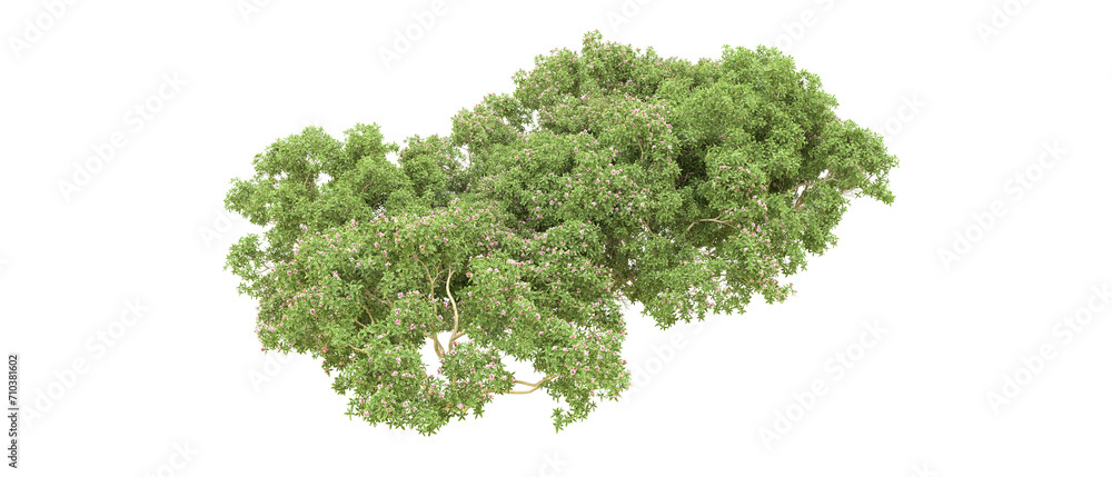 Green forest isolated on background. 3d rendering - illustration Green forest isolated on background. 3d rendering - illustration