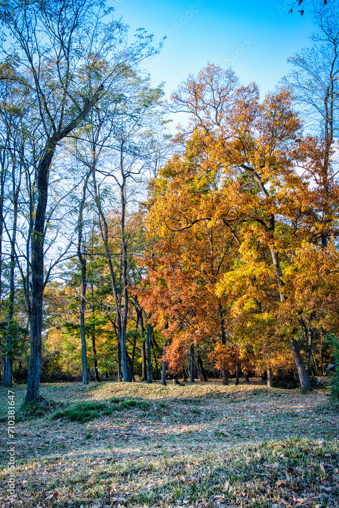 秋の空の下、紅葉した木立の美しい風景
