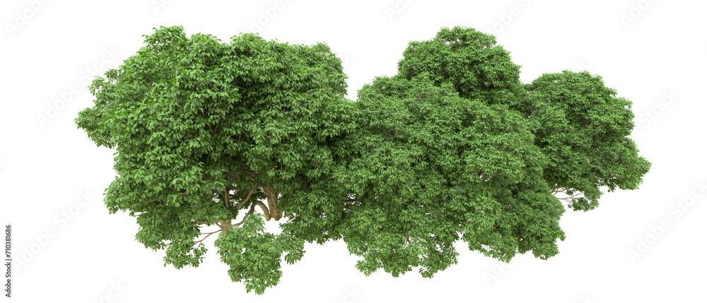 Green forest isolated on background. 3d rendering - illustration Green forest isolated on background. 3d rendering - illustration