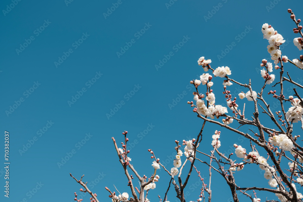 まばらに咲いた冬の白い梅の花　寒梅・春・新春・季節・はじまり