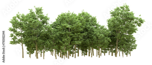 Green forest isolated on background. 3d rendering - illustration photo
