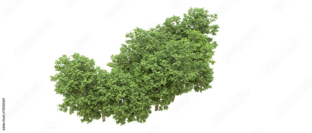 Green forest isolated on background. 3d rendering - illustration