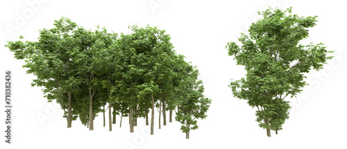 Green forest isolated on background. 3d rendering - illustration