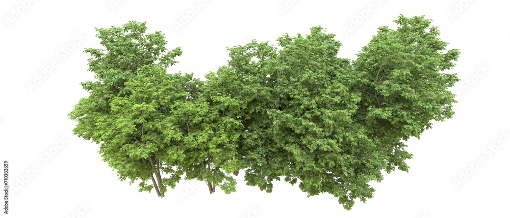 Obraz premium Green forest isolated on background. 3d rendering - illustration